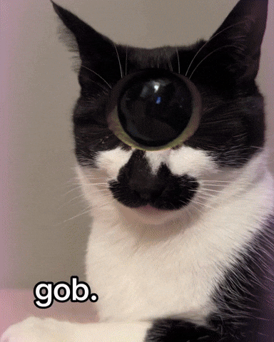 Cat Meow GIF
