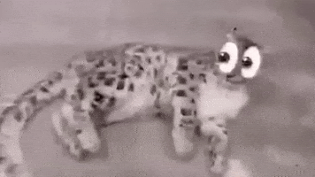 Leopar GIF
