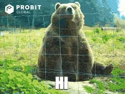 giphy.webp