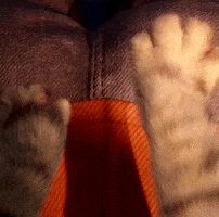 Cat Cake GIF