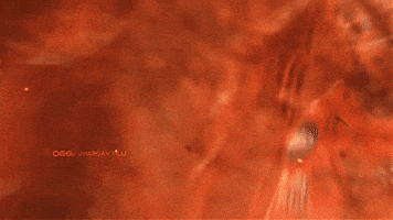 Sunrisers Hyderabad Dynamo GIF