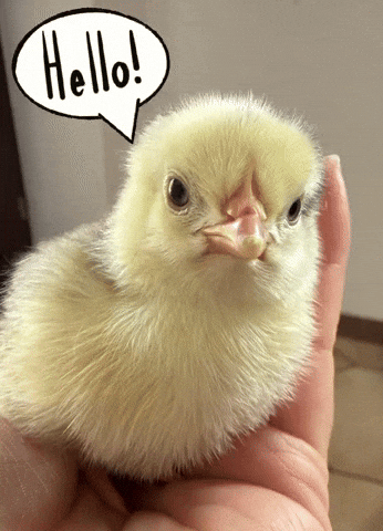 Chicken Hello GIF