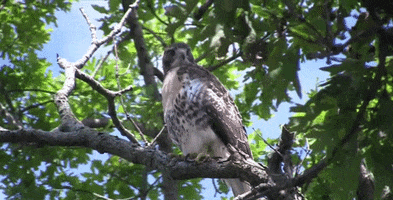Red Tail Hawk GIF by Marc Leone