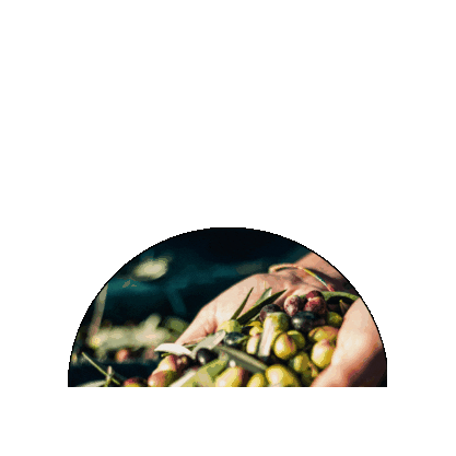 Tenuta Cesano Sticker