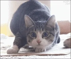 excited cat GIF