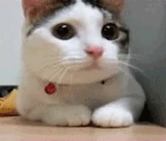 GIf of cat shaking his head in fear