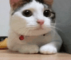 Creepy Cat Video Swinging Legs Creepy Cat Video Swinging Legs