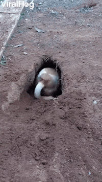 Digging Hole GIFs - Find & Share on GIPHY
