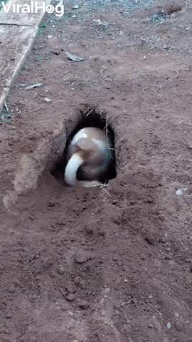 Dog Digs Impressive Hole GIF by ViralHog - Find & Share on GIPHY