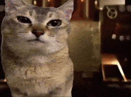 Mei Mei Cat GIF