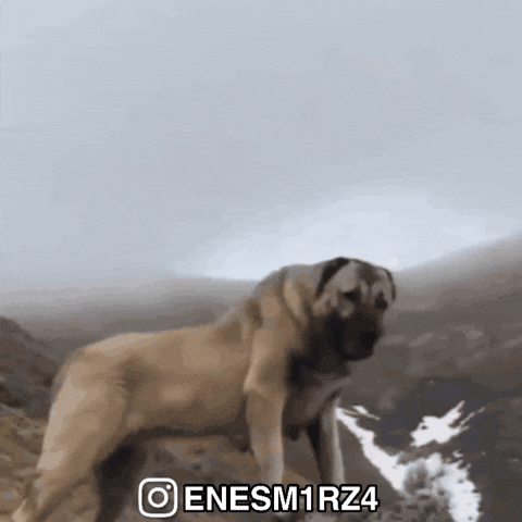Kangal GIF by Enes Mirza