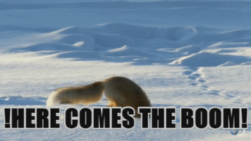 wolflover #funnyfox GIF