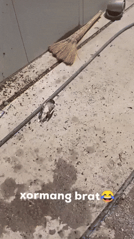 Xormang Brat GIF