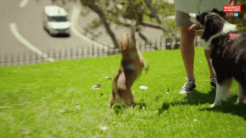 Dog Reaction GIF by Married At First Sight