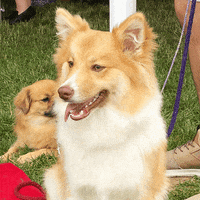Border Collie Dog GIF by Westminster Kennel Club