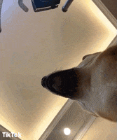 excited dog GIF by TikTok