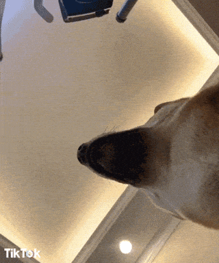 Giphy - Dog Yes GIF by TikTok