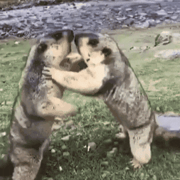 dr_marmot_ fight angry animal fighting GIF