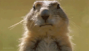 Funny-animal GIFs - Get the best GIF on GIPHY