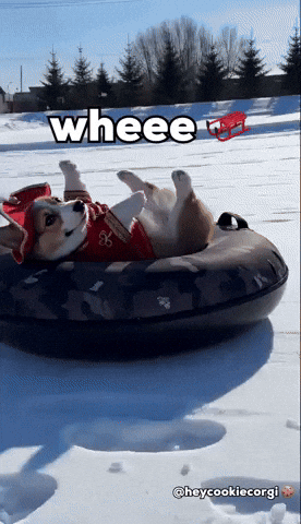 Dog Winter GIF