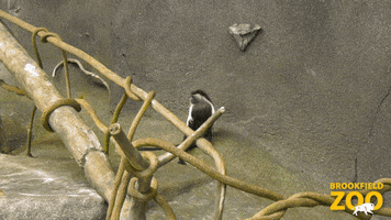 Fall Oops GIF by Brookfield Zoo