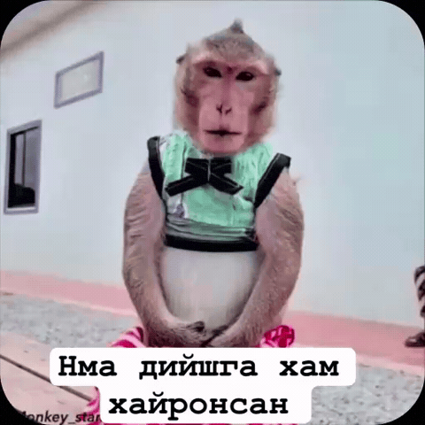 Analgin GIF