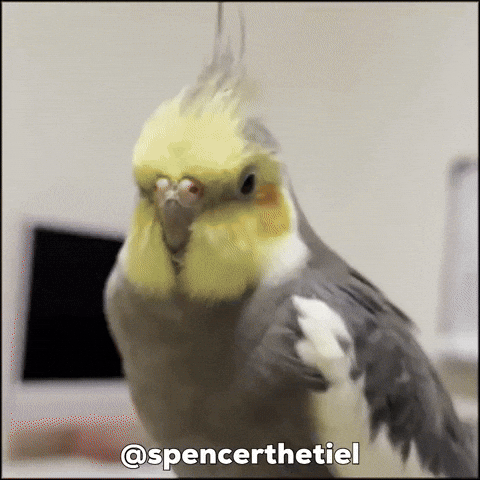 Instagram Bird GIF