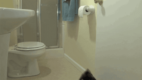 Bathroom Trending Gifs, Cat Stuck In Bathtub Gif