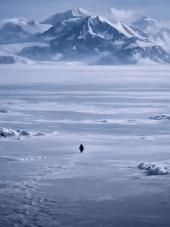 But Why GIF