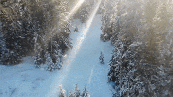 snow forest GIF by Joanie Lemercier