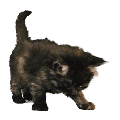 Kitty Sticker