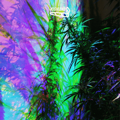 Weekend Weed GIF by High End Graphics