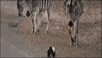 honey badger zebra GIF