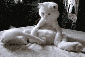 cats part GIF