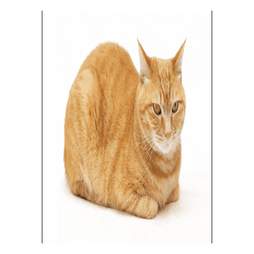 Cat Meme Sticker