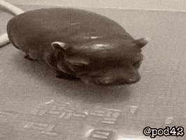 Pod42 GIF