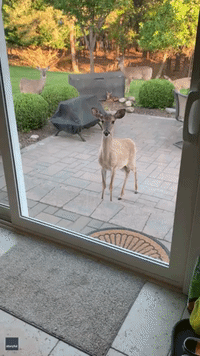 'Mama, Is That Your Baby?' New Jersey Deer Shows Off Tiny Fawn to Human Friend