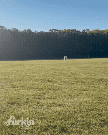 furkinpetinsurance GIF