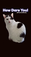 How Dare You Cat GIF