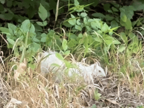 Animated GIF - Find & Share on GIPHY