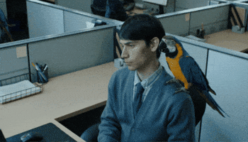 Parrot Repeating GIF by PICTON Investments