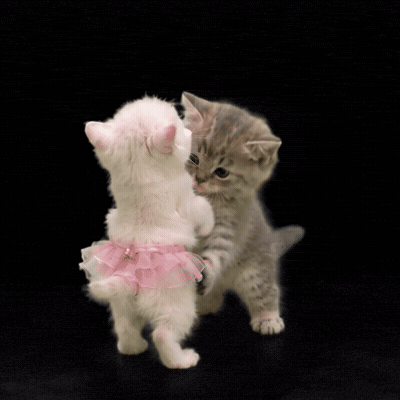 Cat Kitten GIF