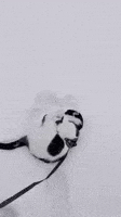 Cat Snow GIF