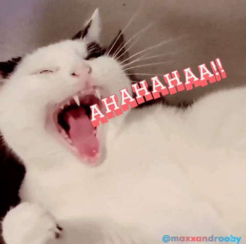 Cats Laughing GIF