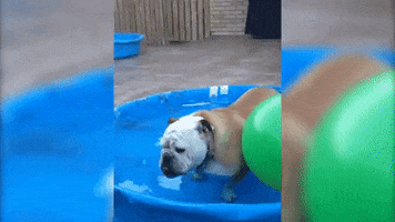 megscanlon #dog #dogs #summer #swimming #pool #skateboarding GIF