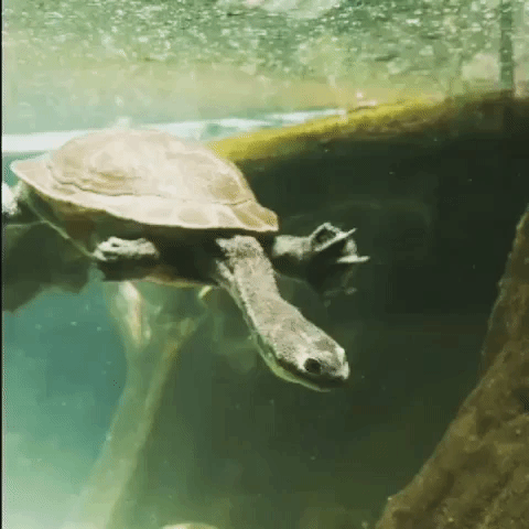 basakbabies funny swimming turtle zoo GIF