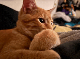 Ginger GIF
