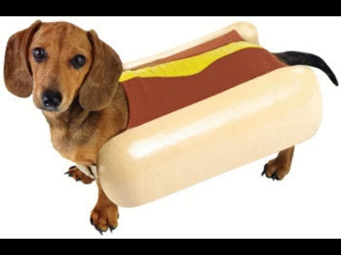 hotdog dog GIF