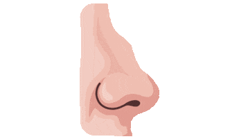 drpauloigor Sticker