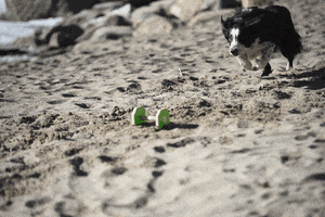 Drammen Hundepark GIF